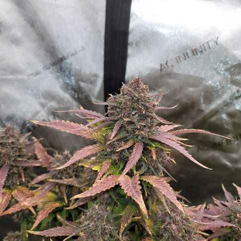 Purple lemonade & pineapple express autos from 420 fastbuds  growlog timeline photo