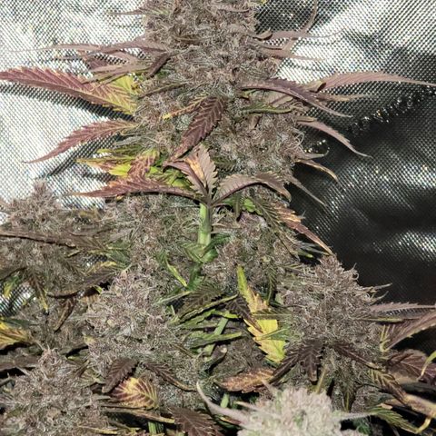 Purple lemonade & pineapple express autos from 420 fastbuds  growlog timeline photo