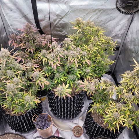 Purple lemonade & pineapple express autos from 420 fastbuds  growlog timeline photo
