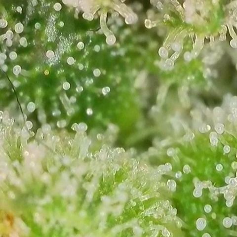 Purple lemonade & pineapple express autos from 420 fastbuds  growlog timeline photo