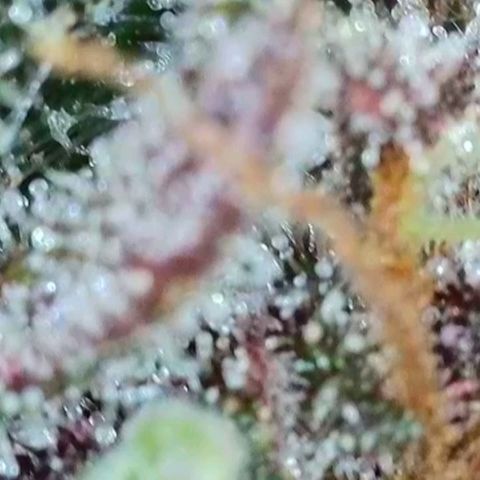 Purple lemonade & pineapple express autos from 420 fastbuds  growlog timeline photo