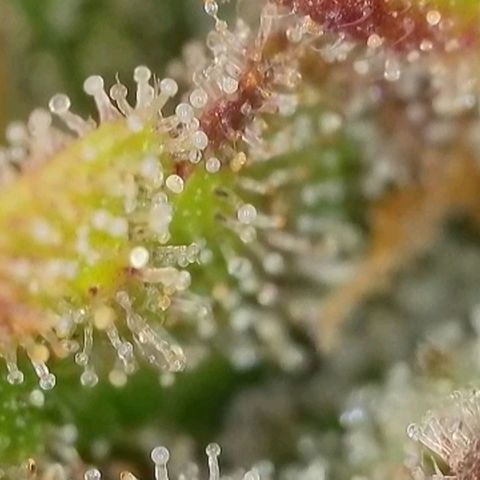 Purple lemonade & pineapple express autos from 420 fastbuds  growlog timeline photo