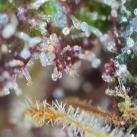 Purple lemonade & pineapple express autos from 420 fastbuds  growlog timeline photo