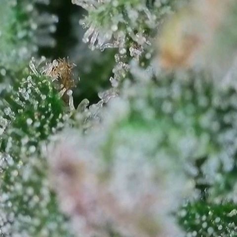 Purple lemonade & pineapple express autos from 420 fastbuds  growlog timeline photo