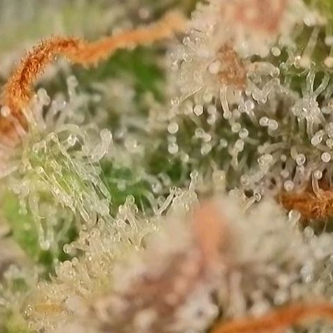 Purple lemonade & pineapple express autos from 420 fastbuds  growlog timeline photo