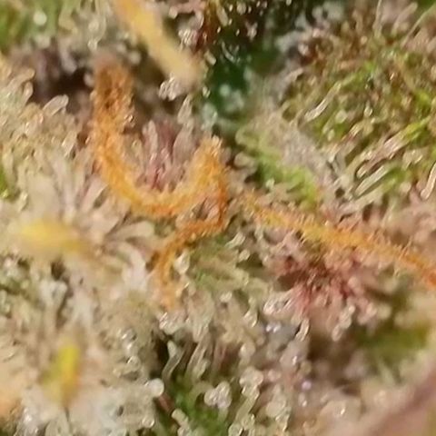 Purple lemonade & pineapple express autos from 420 fastbuds  growlog timeline photo