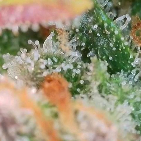 Purple lemonade & pineapple express autos from 420 fastbuds  growlog timeline photo