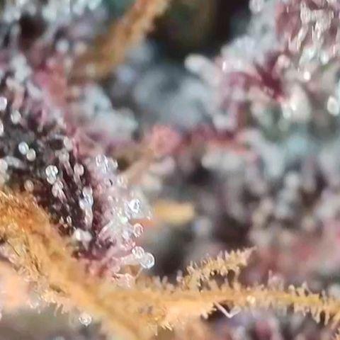 Purple lemonade & pineapple express autos from 420 fastbuds  growlog timeline photo