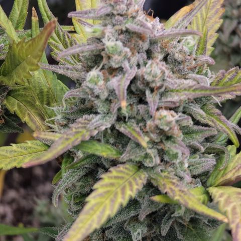 Purple lemonade & pineapple express autos from 420 fastbuds  growlog timeline photo