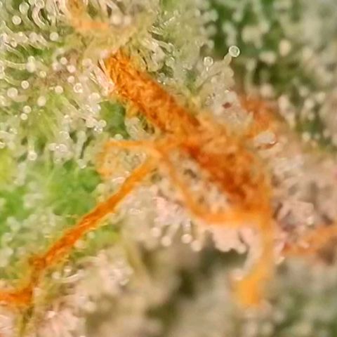 Purple lemonade & pineapple express autos from 420 fastbuds  growlog timeline photo