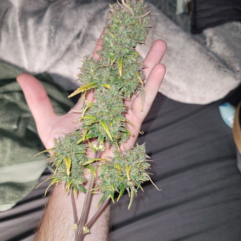 Purple lemonade & pineapple express autos from 420 fastbuds  growlog timeline photo