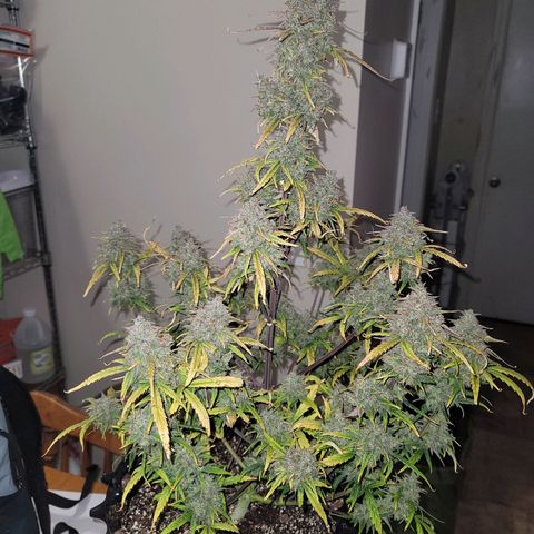 Purple lemonade & pineapple express autos from 420 fastbuds  growlog timeline photo