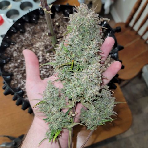 Purple lemonade & pineapple express autos from 420 fastbuds  growlog timeline photo