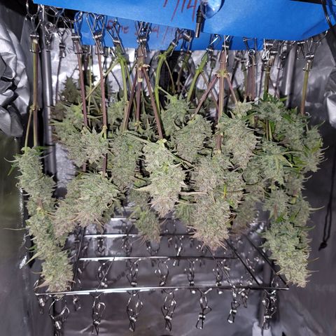 Purple lemonade & pineapple express autos from 420 fastbuds  growlog timeline photo