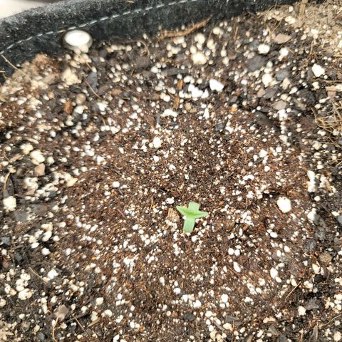 Banana Purple Punch Auto growlog photo: Three seedlings 