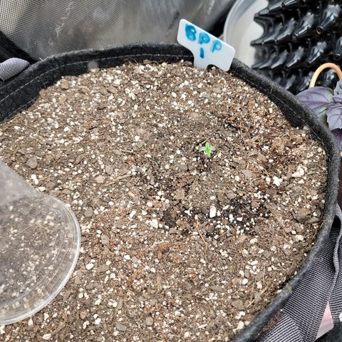 Banana Purple Punch Auto growlog timeline photo