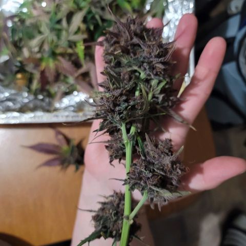 Purple lemonade & pineapple express autos from 420 fastbuds  growlog timeline photo
