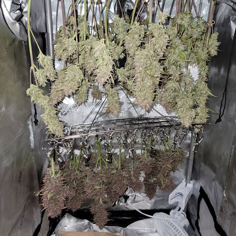 Purple lemonade & pineapple express autos from 420 fastbuds  growlog timeline photo
