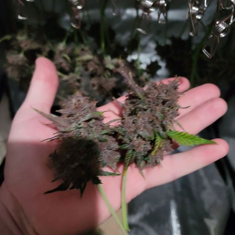 Purple lemonade & pineapple express autos from 420 fastbuds  growlog timeline photo