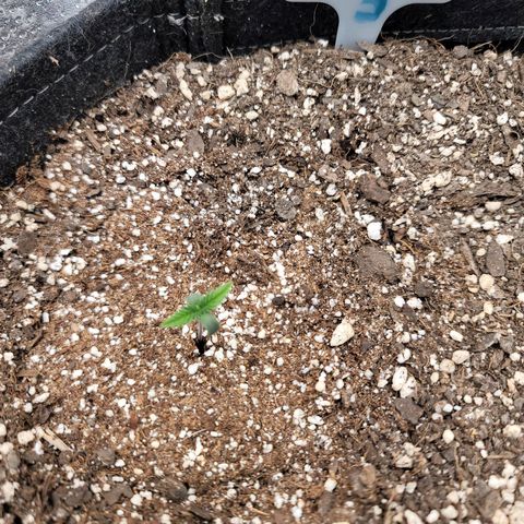 Banana Purple Punch Auto growlog timeline photo