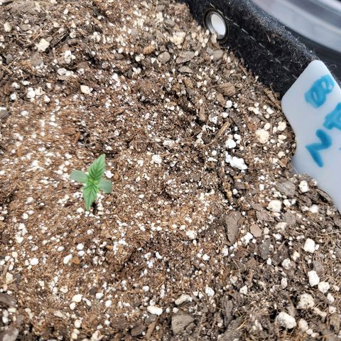 Banana Purple Punch Auto growlog timeline photo