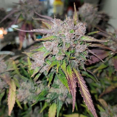 Purple lemonade & pineapple express autos from 420 fastbuds  growlog timeline photo