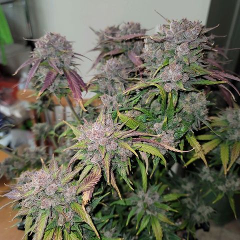 Purple lemonade & pineapple express autos from 420 fastbuds  growlog timeline photo