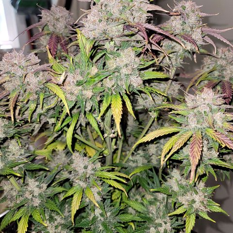 Purple lemonade & pineapple express autos from 420 fastbuds  growlog timeline photo