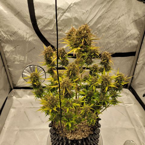 Purple lemonade & pineapple express autos from 420 fastbuds  growlog photo: Last one😥