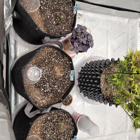 Banana Purple Punch Auto growlog timeline photo