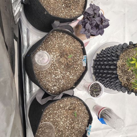 Banana Purple Punch Auto growlog timeline photo