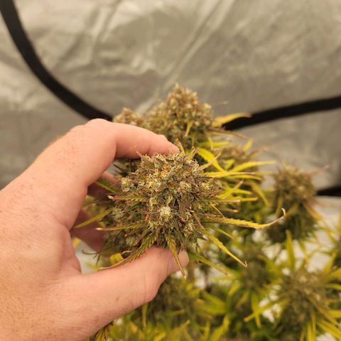 Purple lemonade & pineapple express autos from 420 fastbuds  growlog timeline photo