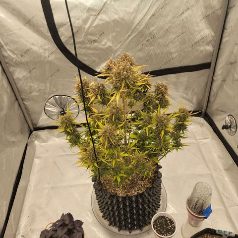Purple lemonade & pineapple express autos from 420 fastbuds  growlog timeline photo