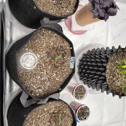 Banana Purple Punch Auto growlog timeline photo