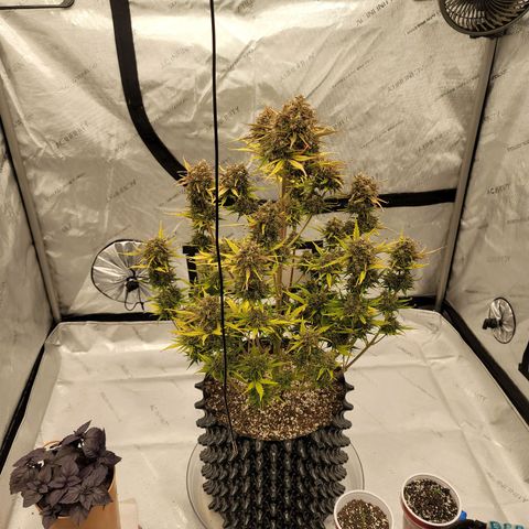 Purple lemonade & pineapple express autos from 420 fastbuds  growlog timeline photo