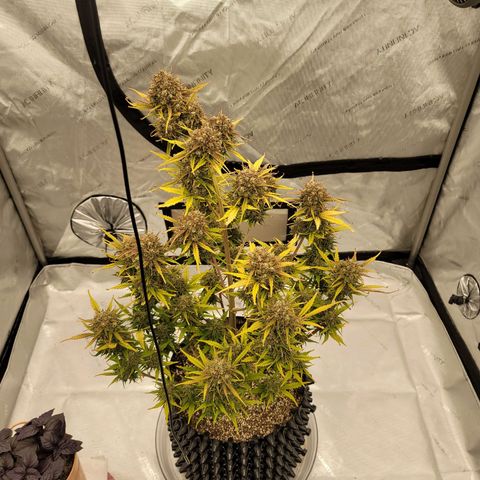 Purple lemonade & pineapple express autos from 420 fastbuds  growlog timeline photo