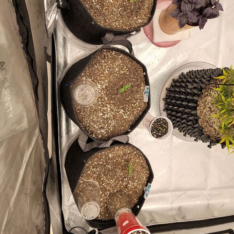 Banana Purple Punch Auto growlog timeline photo