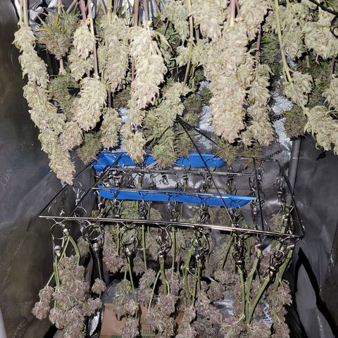 Purple lemonade & pineapple express autos from 420 fastbuds  growlog timeline photo