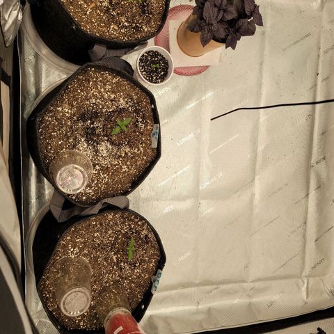 Banana Purple Punch Auto growlog timeline photo