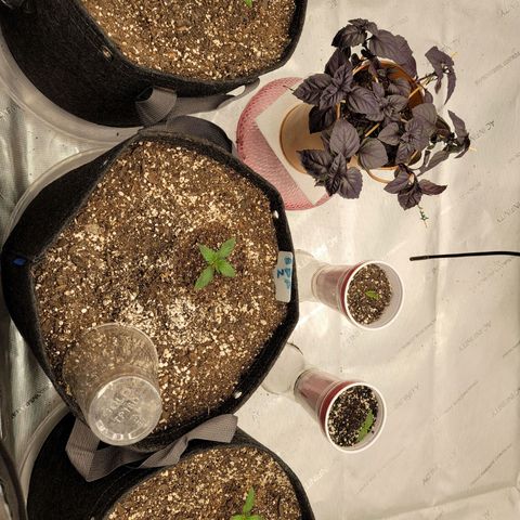 Banana Purple Punch Auto growlog timeline photo