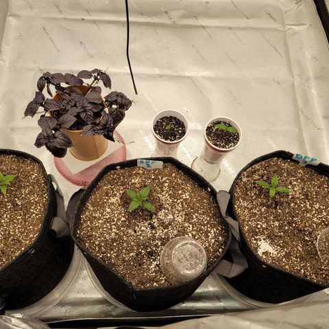 Banana Purple Punch Auto growlog timeline photo