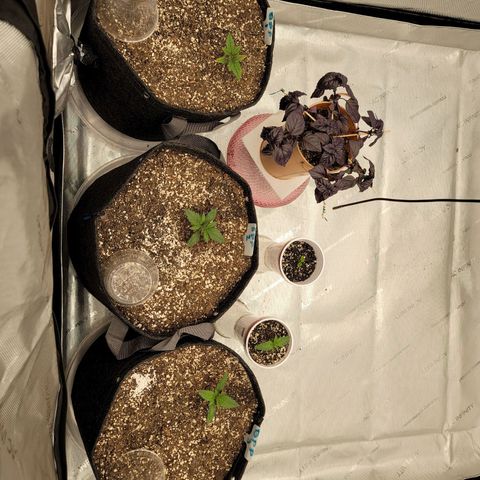 Banana Purple Punch Auto growlog timeline photo
