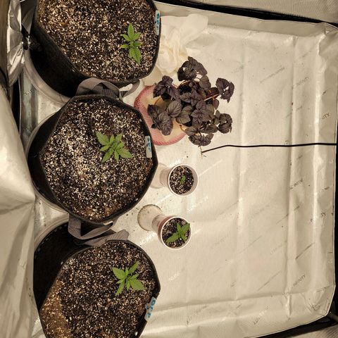 Banana Purple Punch Auto growlog timeline photo