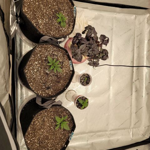 Banana Purple Punch Auto growlog timeline photo