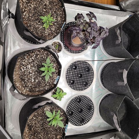 Banana Purple Punch Auto growlog timeline photo