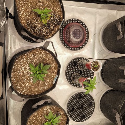 Banana Purple Punch Auto growlog timeline photo