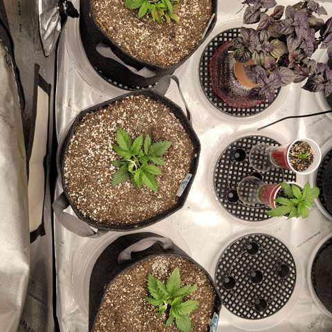 Banana Purple Punch Auto growlog timeline photo