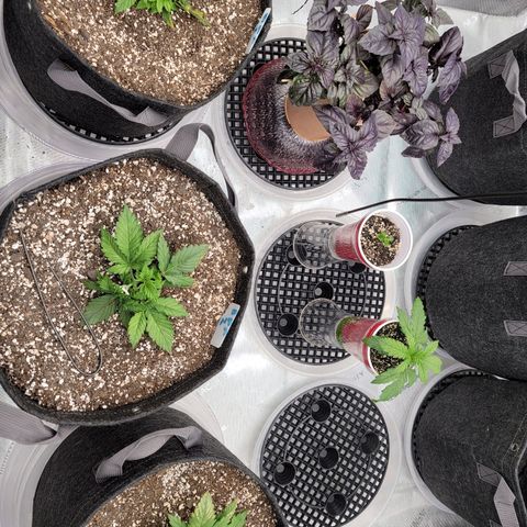 Banana Purple Punch Auto growlog timeline photo