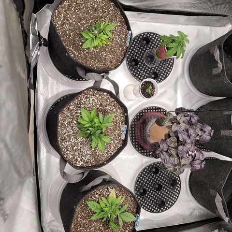 Banana Purple Punch Auto growlog timeline photo