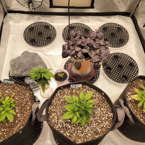 Banana Purple Punch Auto growlog timeline photo